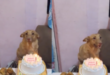 Perrito rescatado celebra su primer cumpleaños y enternece a miles en redes sociales