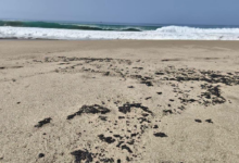 Nuevo derrame de hidrocarburo afecta playas de Salina Cruz; autoridades inician labores de limpieza