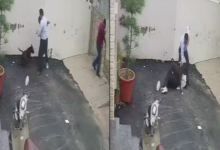 Pareja resulta herida tras ser atacada por un pitbull al visitar una casa en venta