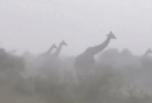 Video viral muestra cómo jirafas enfrentan una intensa tormenta en Kenia