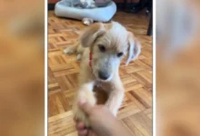 Rollo, cachorro mestizo adoptado por la Presidencia en Palacio Nacional
