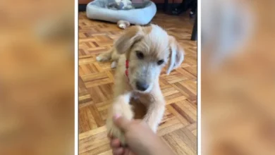 Rollo, cachorro mestizo adoptado por la Presidencia en Palacio Nacional