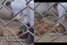 Video de cuidador con cachorro de tigre genera controversia en China