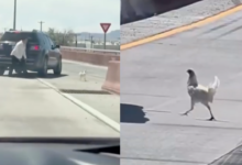 Gallina paralizó el tráfico en Loop 375 de El Paso