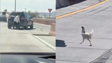 Gallina paralizó el tráfico en Loop 375 de El Paso