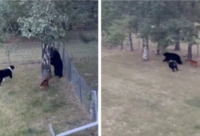Oso negro entra a vivienda y sorprende a dos perros en Montana
