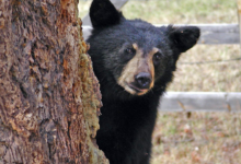 Oso negro sorprende al recorrer calles de un fraccionamiento en Monterrey