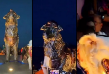 Maracaibo rinde homenaje a Tsunami, perro rescatista que ha localizado a 26 personas con vida